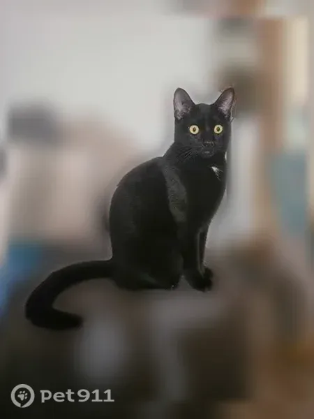Chat perdu mâle, Andernos-les-Bains, Nouvelle-Aquitaine, Paris - noir, puce tatouée - photo