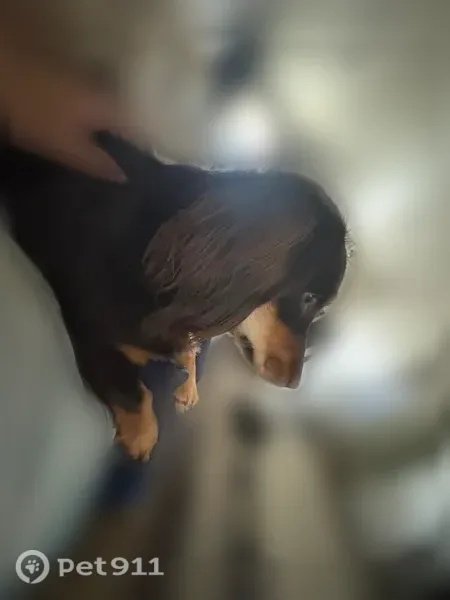 Lost dog, Yakima Avenue, 914, Filer - female dachshund, brown with light brown long hair - photo