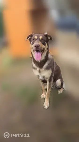 Lost dog, 6th Avenue Southeast, 107, Little Falls, Arlington — chocolate, tan, and cream - photo