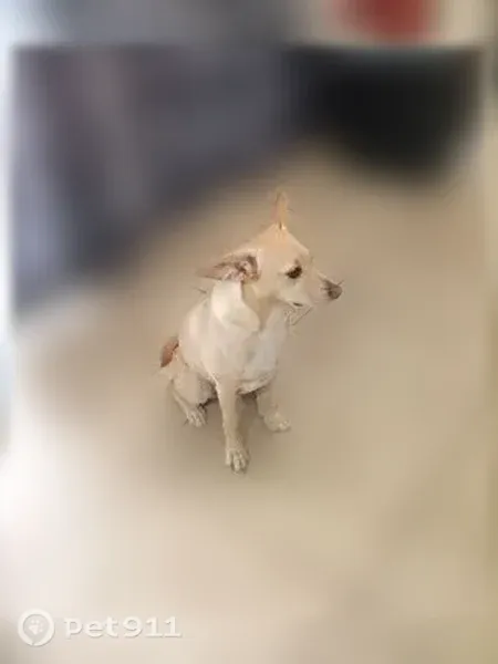 Lost dog, Phoenix - brown-yellow fur - photo