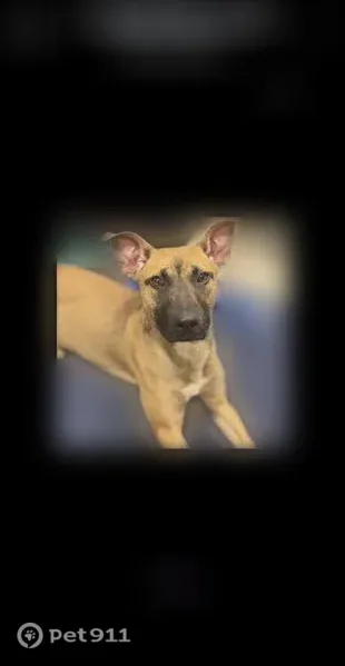 Lost dog, West Morgan Avenue, 476, Chesterton — female, Belgian Shepherd, 9 months old - photo