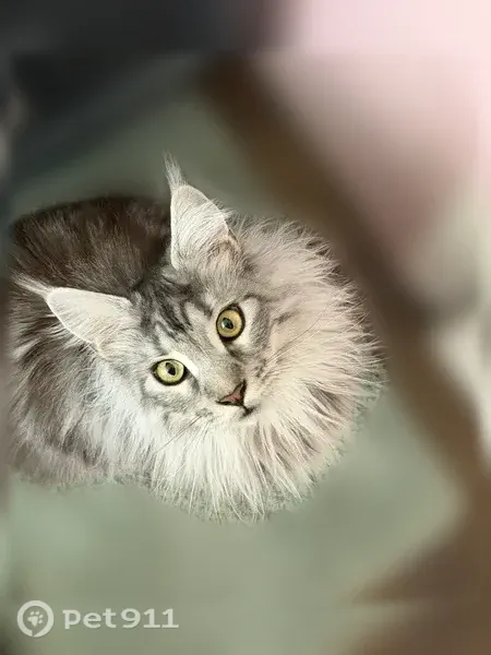 Lost cat, Orillia Road, 1321, Virginia Beach - female, fluffy, big green eyes - photo