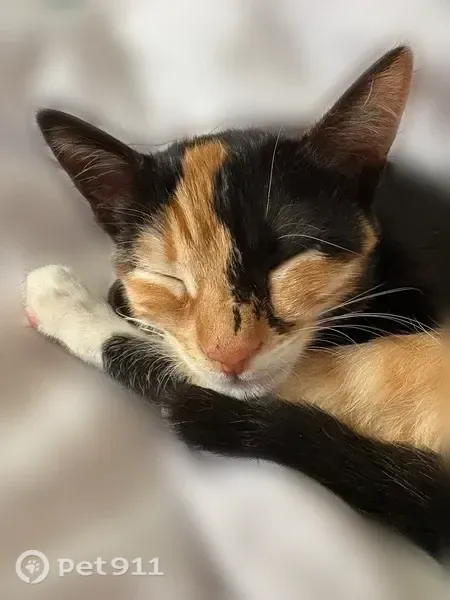Chat perdu femelle, Égly, Paris - roux et noir, chaton de 7 mois - photo