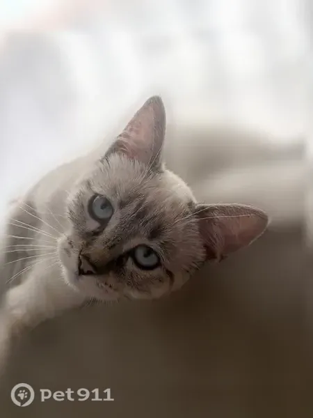 Chat perdu, Place Perrot de Verdun, 9, Romans-sur-Isère - femelle, yeux bleus - photo