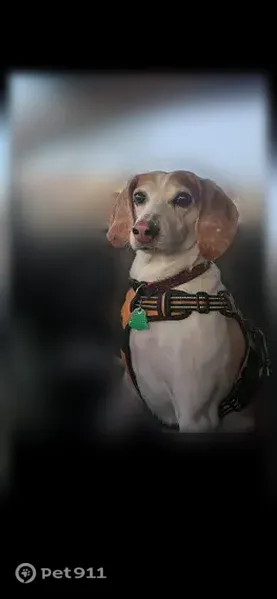 Lost dog, Glenside, Pennsylvania, White Plains - brown and white hound with floppy ears - photo