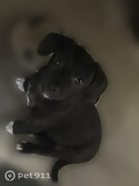 Lost dog, Valley Hi Drive, 6439, Sacramento - small black chihuahua mix - photo