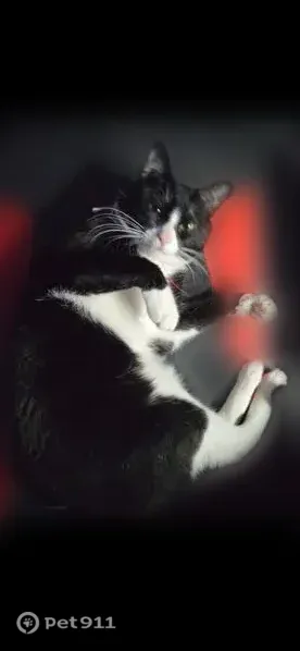 Lost cat, Roe Avenue, 5, Terryville, Port Jefferson Station - black and white, red collar - photo