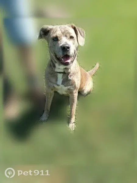 Lost dog, Bill Scott Trail, 125, Siloam — female, curly tail - photo