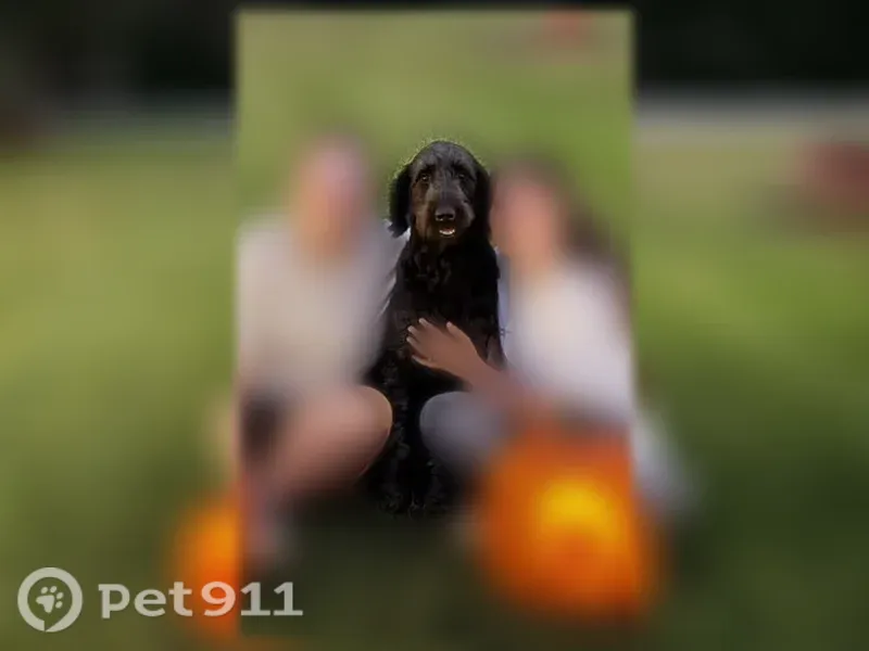 Lost dog, Judson Road, 474, Heiskell, Andersonville — female black golden doodle with a red collar - photo