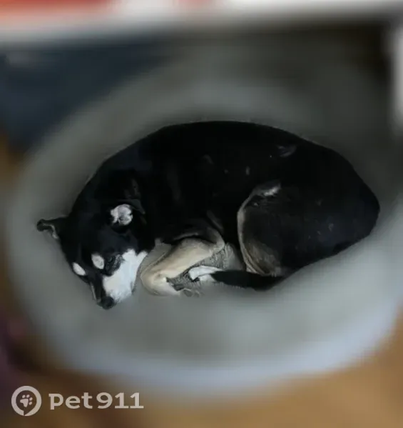 Lost dog, Cedar Drive, 837, Imperial, Chicago — deaf, 8 years old, medium size - photo