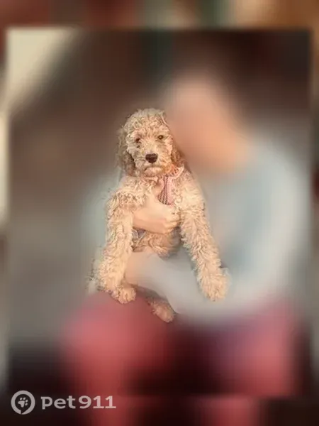 Lost dog, Judson Road, 474, Arlington - female blonde golden doodle with floral collar - photo