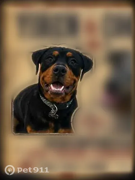 Lost dog, South 5th Avenue, 4520, Tucson - male, wearing a collar and crumb - photo