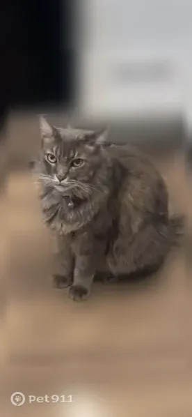 Lost cat, Phoenix, Arizona, Glendale - grey, wearing a red collar - photo