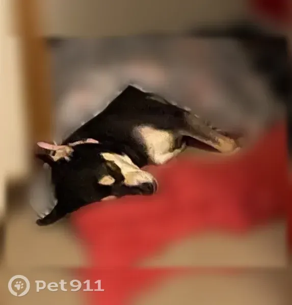 Lost dog, Cedar Drive, 837, Imperial, Chicago - female, deaf, skittish - photo
