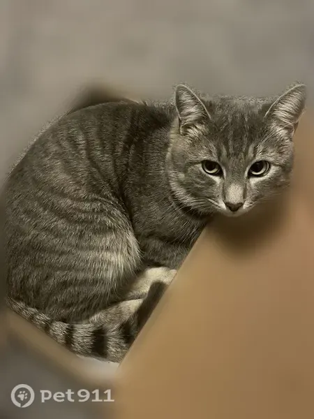 Lost cat, North General Bruce Drive, 6330, Temple, New Braunfels - male grey tabby with orange collar - photo
