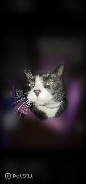Lost cat, Elm Street, 40, Village of Tully, Nedrow — very friendly, striped tail - photo
