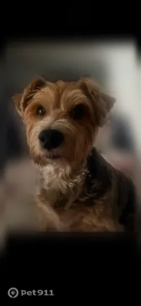 Lost dog, Cobblestone Parkway, 11318, Jacksonville — needs insulin - photo