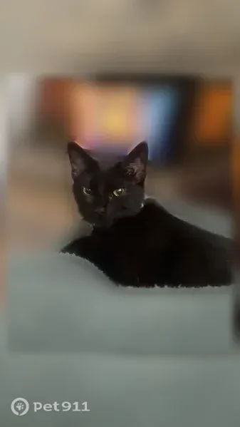 Lost cat, Amber Road, 1419, Killeen, Georgetown - black female with pink collar and bell - photo