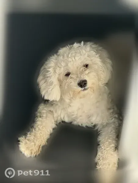 Lost dog, Wattle Tree Road North, 11752, Jacksonville - female - photo