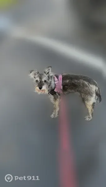 Lost dog, Beech Street, 5216, Bellaire, Houston - female, 16-year-old, scruffy, grey - photo