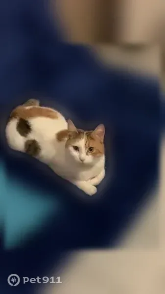 Perdu chat femelle, Allée Georges Cuvier, Beaucourt - petite queue en zigzag - photo