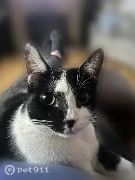 Lost cat, Cleveland Drive, 997, Cheektowaga, Williamsville - female tuxedo cat, 1 year old, big and chunky - photo