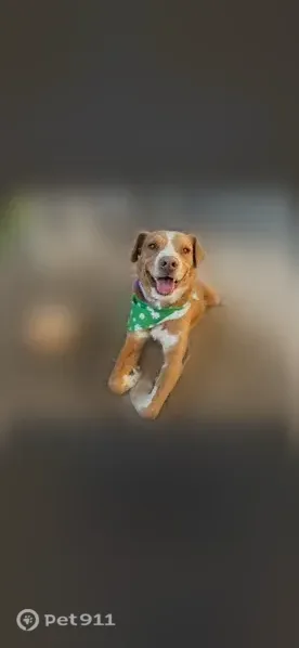 Lost dog, Desert Jewel Drive, 1352, El Paso - chunky, super friendly - photo