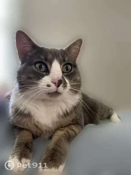 Lost cat, Sprucewood Drive, Pennsylvania - female, short-haired grey and white - photo