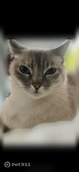 Chat perdu femelle, Allée des Gravières, 538, Biscarrosse, Paris - photo