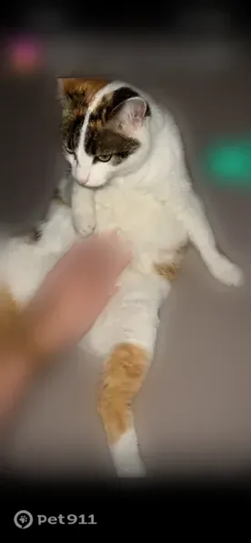 Perdu chat femelle, Allée des Gravières, 538, Biscarrosse, Paris - très câline - photo
