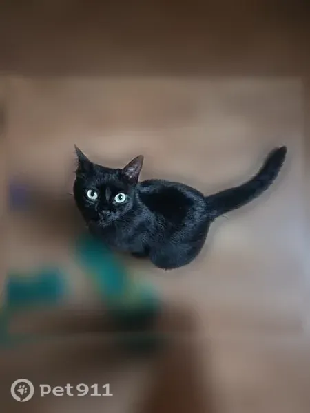 Chat perdu, femelle, Route des Chenevières, Verteillac, Ribérac — toute noire, grands yeux jaunes - photo