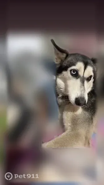 Lost dog, Miller Street, 6687, Lithia Springs, Austell - female husky with one blue and one brown eye - photo