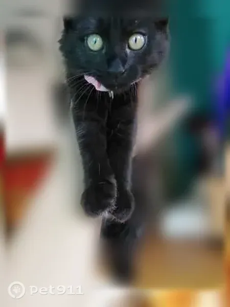 Chat perdu, Rue Cavenne, 21, Lyon, Paris - femelle, chaton 3 mois noir - photo
