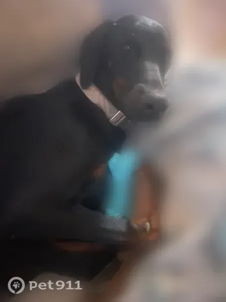 Lost dog, Kimmel Road, 482, Bentonville - black and brown Doberman - photo
