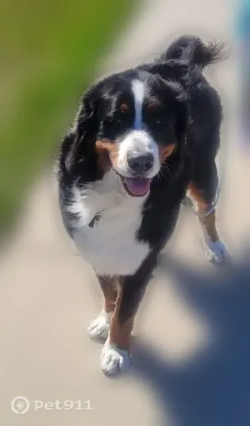 Lost dog, North Sherman Road, 2661, Ludington - very friendly, timid, no collar - photo
