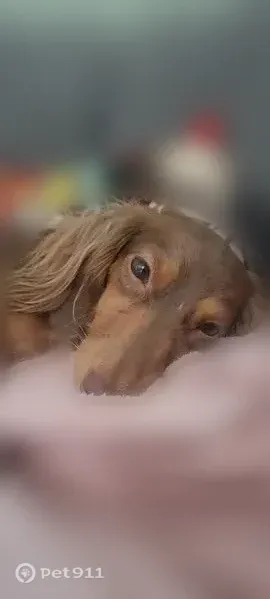 Lost dog, Newtown Street, 726, Medford - female, small brown longhaired weiner dog - photo
