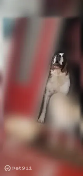 Lost dog, 4th Street, 1800, Madison - female, timid but friendly - photo