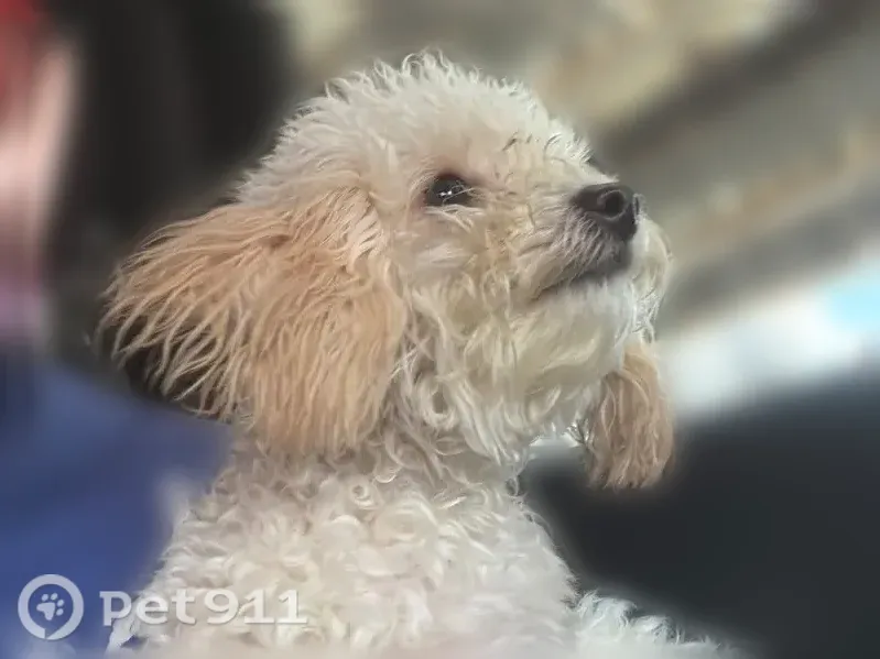 Lost dog, Newhall Avenue, 243-18, Valley Stream — female, white with brown ears - photo