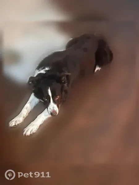 Lost dog, Arkansas 38, 5438, Des Arc, Jacksonville - male border collie, no collar - photo