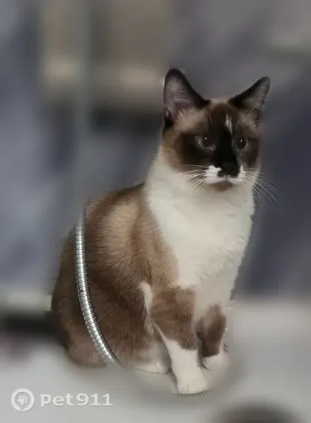 Lost cat, Old Grand Avenue, 4510, Gurnee - female, blue eyes - photo