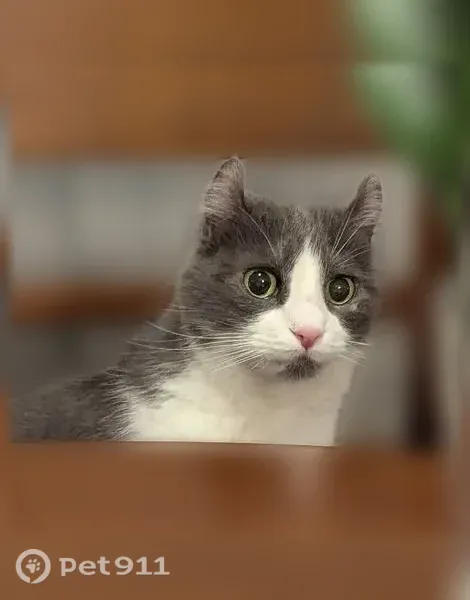 Lost cat, Avery Court, 974, Hartford - female - gray and white with a pink nose - photo