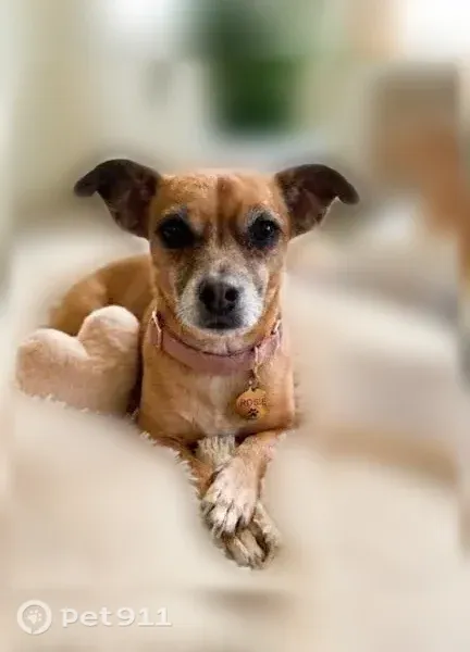 Lost dog, West 135th Street, 23621, Plainfield - female, wearing black harness and dragging a brown leash - photo