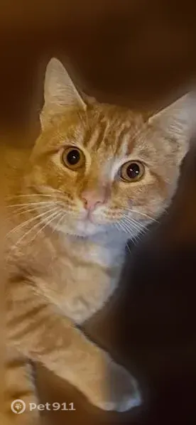 Lost cat, County Road 1491, 15602, Alachua — male, microchipped, neutered - photo