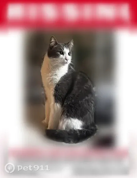 Lost cat, Harmony Street, 60, Cranston — scared of everything - photo