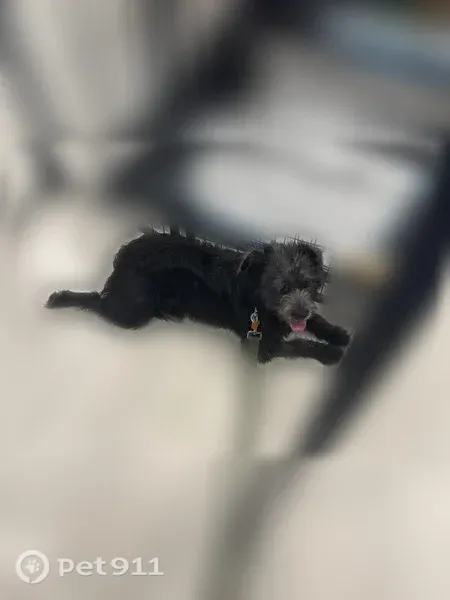 Lost dog, East Gunnison Place, 14170, Aurora — female, floppy ears - photo