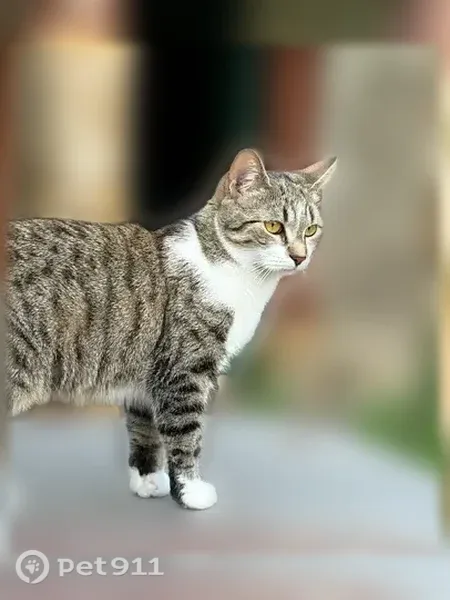 Chat perdu, Impasse des Lions, Fumel - femelle, un peu peureuse - photo