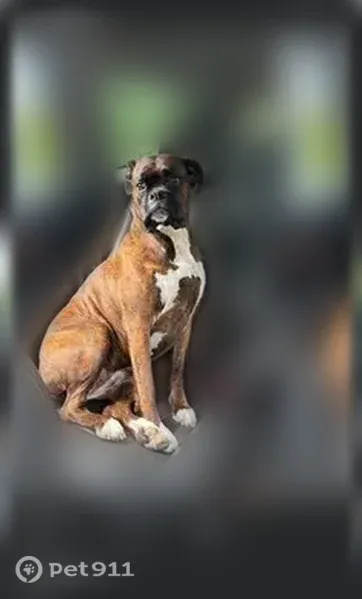 Lost dog, Main Street, 108, Lakeville, Arlington - female brindle boxer with pink collar - photo