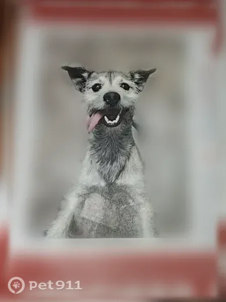 Lost dog, Brownsville, Texas, Brownsville - male, tail curls up - photo
