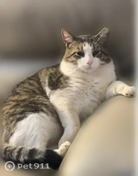 Lost cat, Barclay Road, 2160, The Village — male, clipped ear - photo