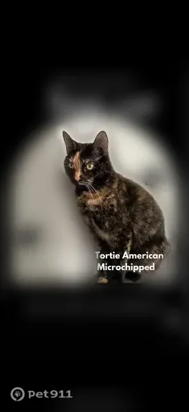 Lost cat, Brooklyn Park, Maryland, Leesburg - shy tortoiseshell female with orange face marking - photo